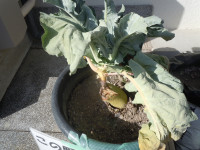 DSCN3004