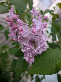 PXL_20260420_021556391.MACRO_FOCUS.MP