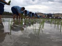 田植え４