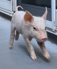 bubi2